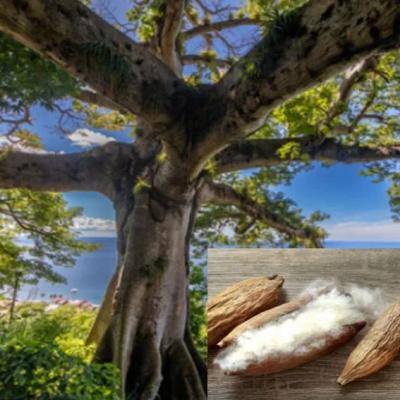 木棉纖維?--似棉非棉，盡享木棉纖維的獨(dú)特魅力